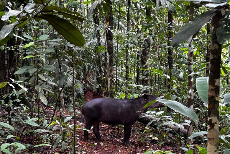 Senderismo por el Parque Nacional Corcovado