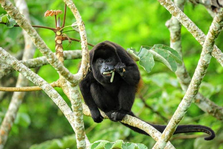 Senderismo por el Parque Nacional Corcovado