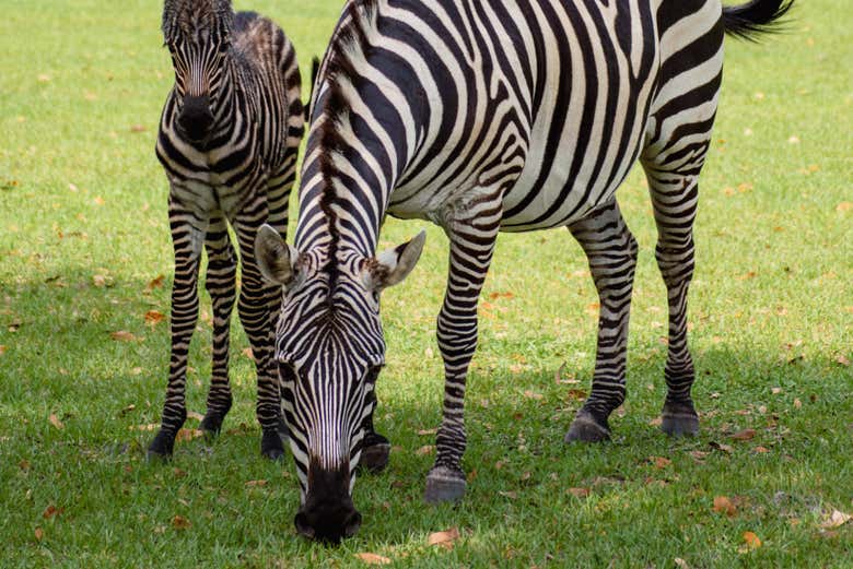 Safari en Wild Florida Adventure Park