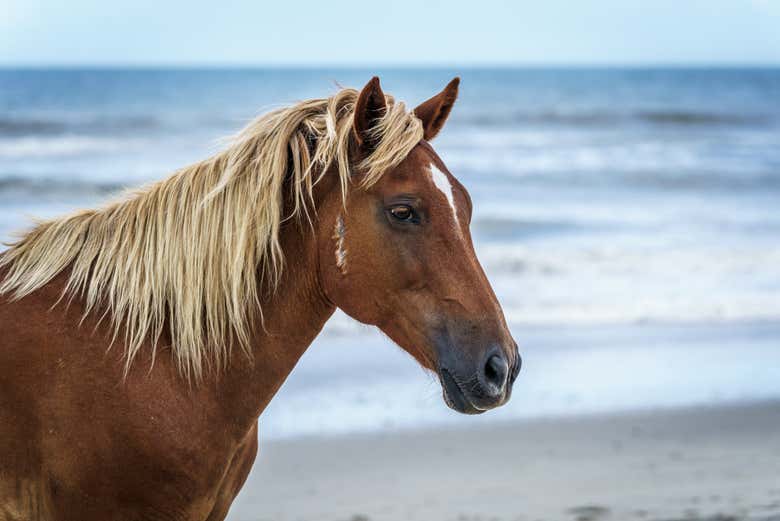 Paseo a caballo por la playa de Hammamet