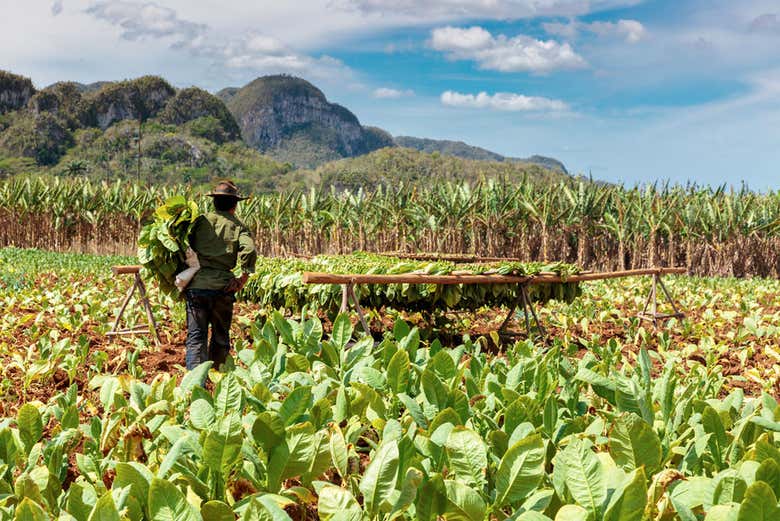 Excursión al Valle de Viñales