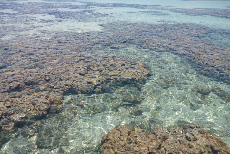Excursión a la playa de São José da Coroa Grande