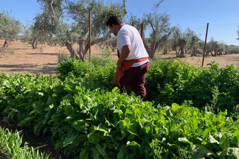Tour del vino y el queso por el Valle de Guadalupe