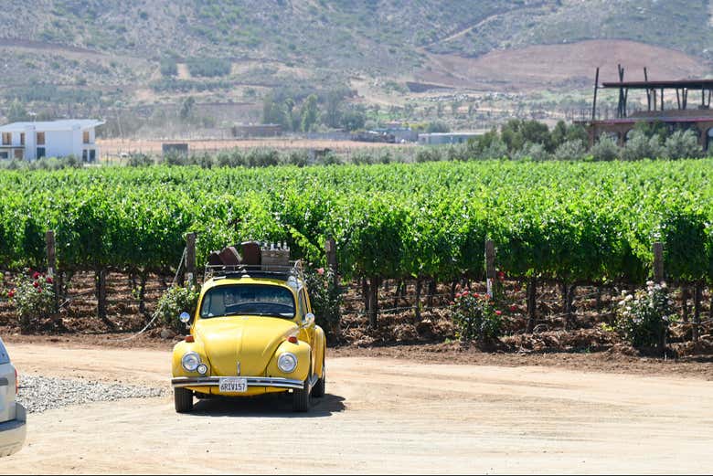 Tour del vino y el queso por el Valle de Guadalupe