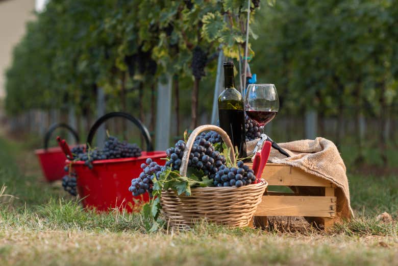 Tour del vino por Valpolicella