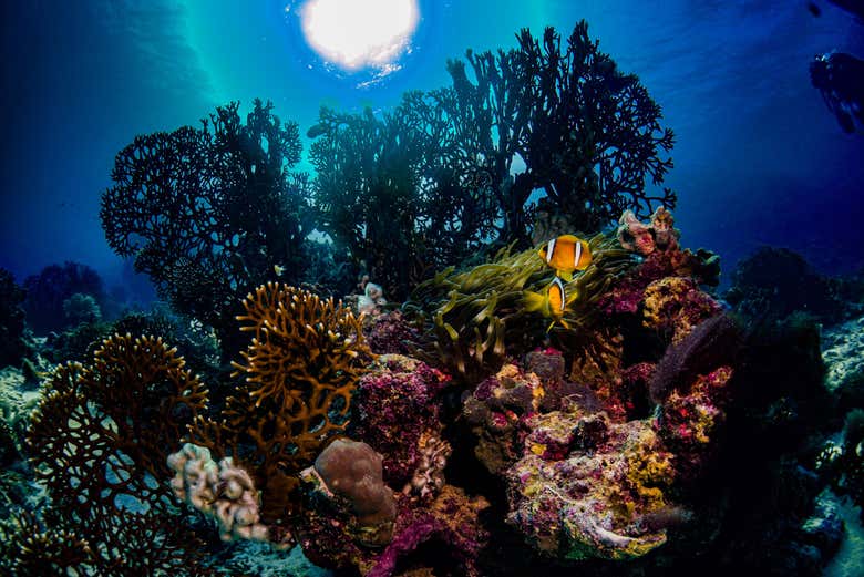 Buceo en Yeda