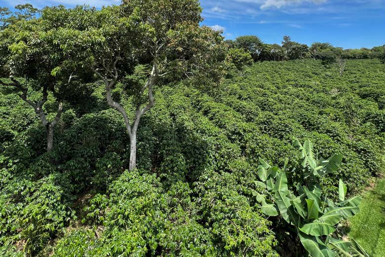 Visita a la Hacienda Doka
