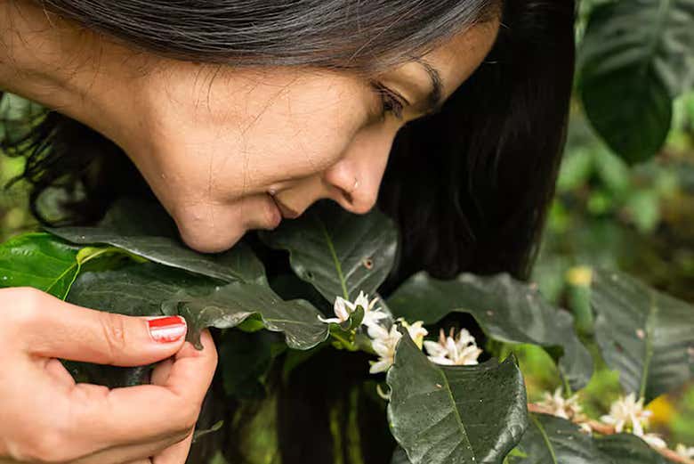 Tour del café en la finca La Esperanza