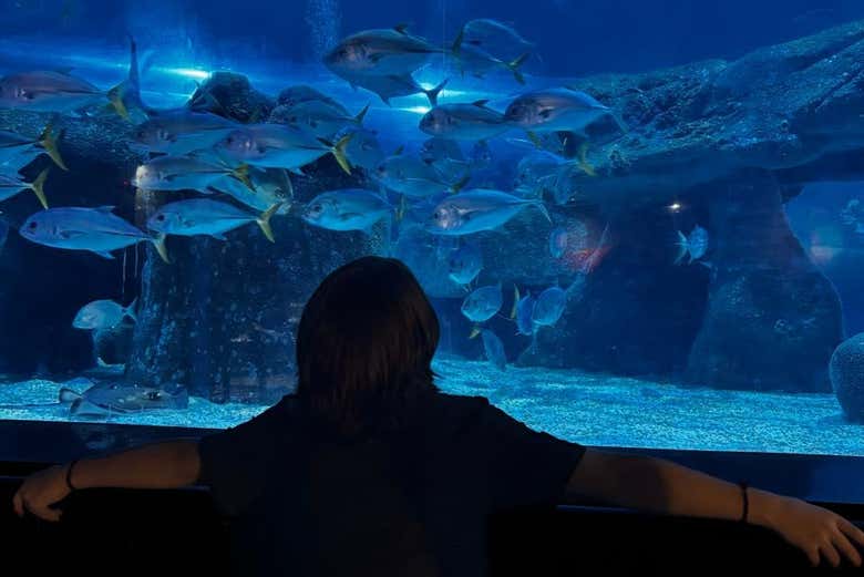 Entradas para AquaRio