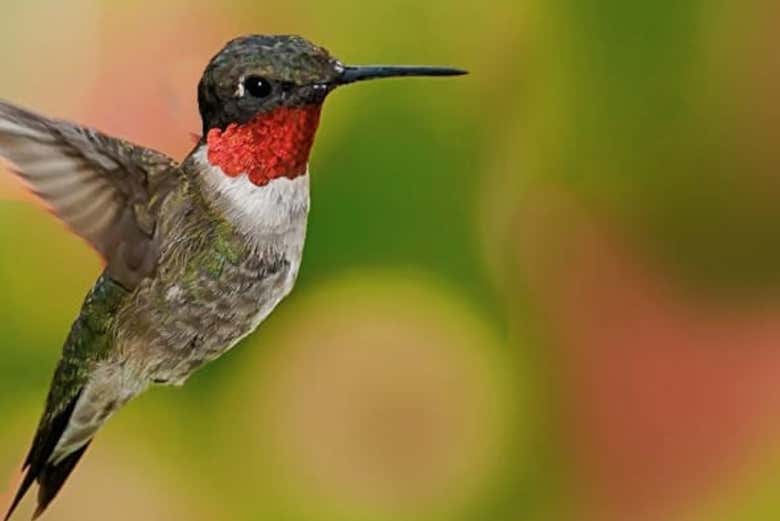 Avistamiento de aves en Tepoztlán