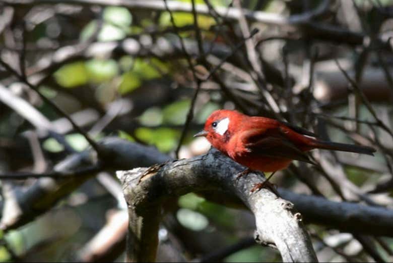 Avistamiento de aves en Tepoztlán