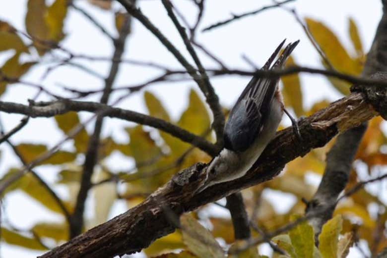 Avistamiento de aves en Tepoztlán