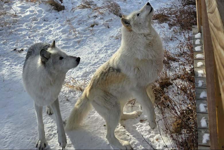Excursión al santuario de perros lobo de Yamnuska