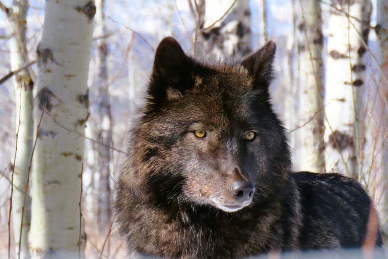 Excursión al santuario de perros lobo de Yamnuska