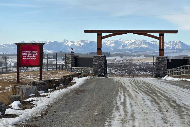Excursión al santuario de perros lobo de Yamnuska finalizando en Calgary