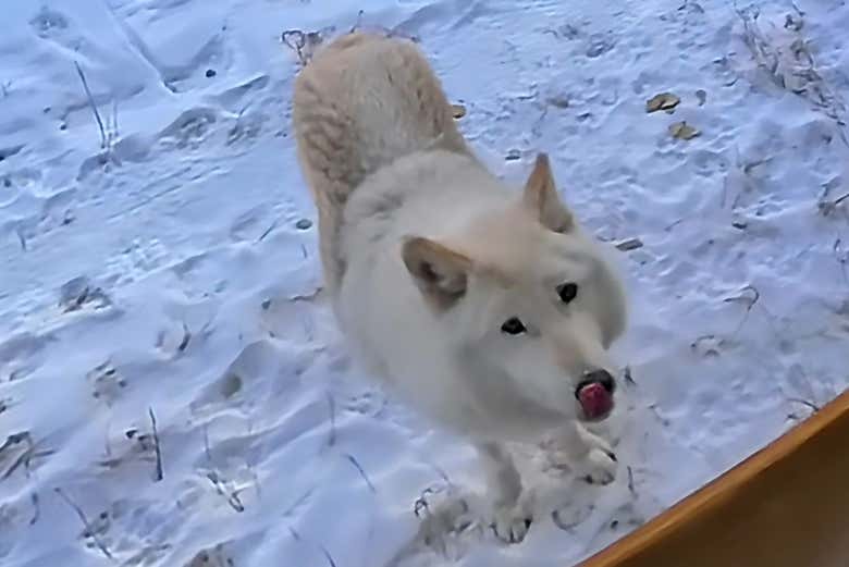Excursión al santuario de perros lobo de Yamnuska finalizando en Calgary