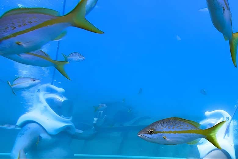 Snorkel y Sea Trek en Phillipsburg