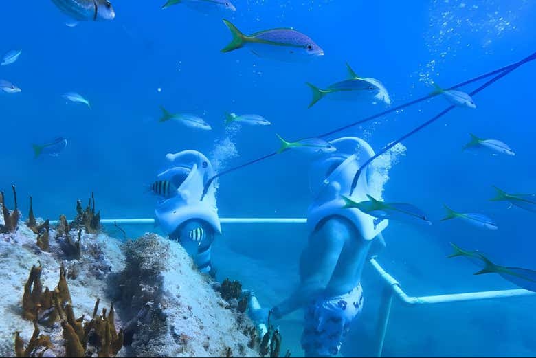 Snorkel y Sea Trek en Phillipsburg