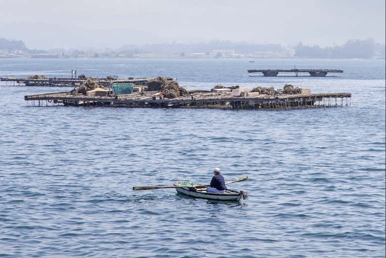 Paseo en barco por la ría + Degustación de mejillones