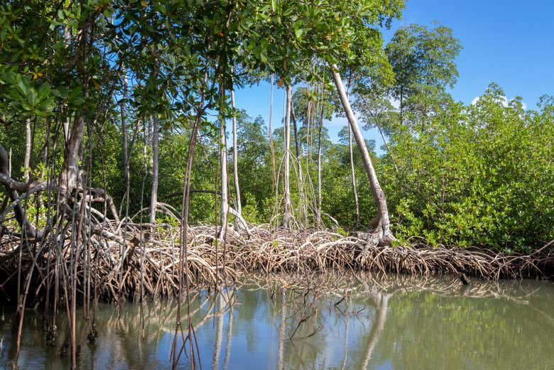 Excursión al Parque Nacional Los Haitises
