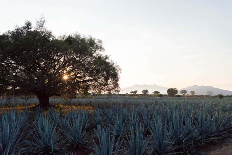 Paseo a caballo por los campos de agave del Rancho Don Jacinto