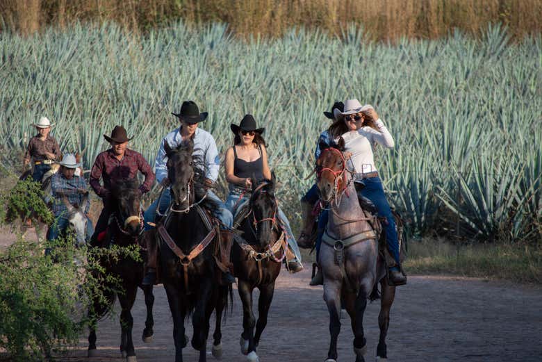 Paseo a caballo por los campos de agave del Rancho Don Jacinto