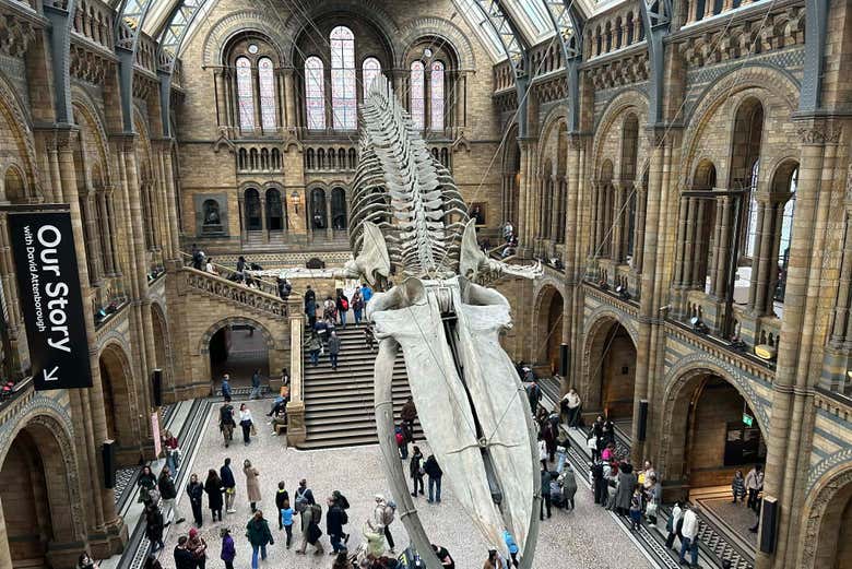Visita guiada por el Museo de Historia Natural