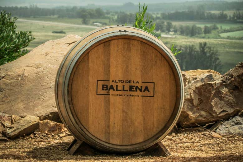 Visita a la bodega Alto de la Ballena