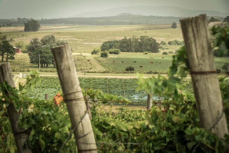 Visita a la bodega Alto de la Ballena