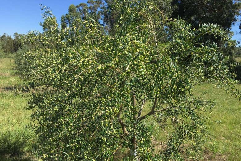 Visita a la finca Olivos de las Ánimas