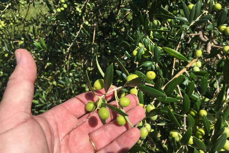 Visita a la finca Olivos de las Ánimas