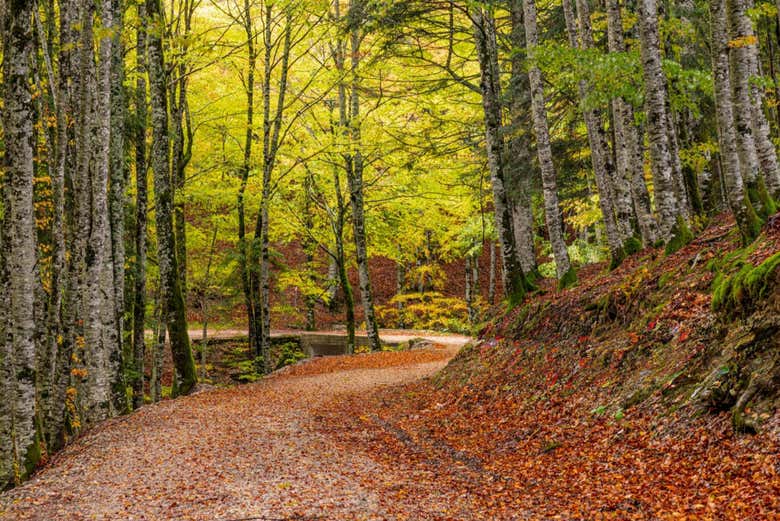 Excursión a la Selva de Irati y Ochagavía