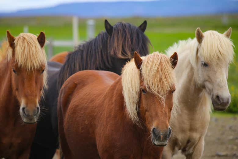 Cascada Dynjandi + Visita a una granja de caballos islandeses para cruceros