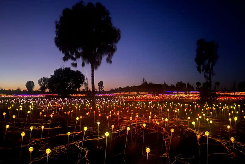 Field of Light al amanecer