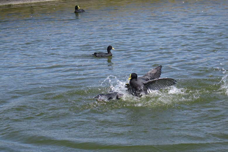 Avistamiento de aves en Mar del Plata
