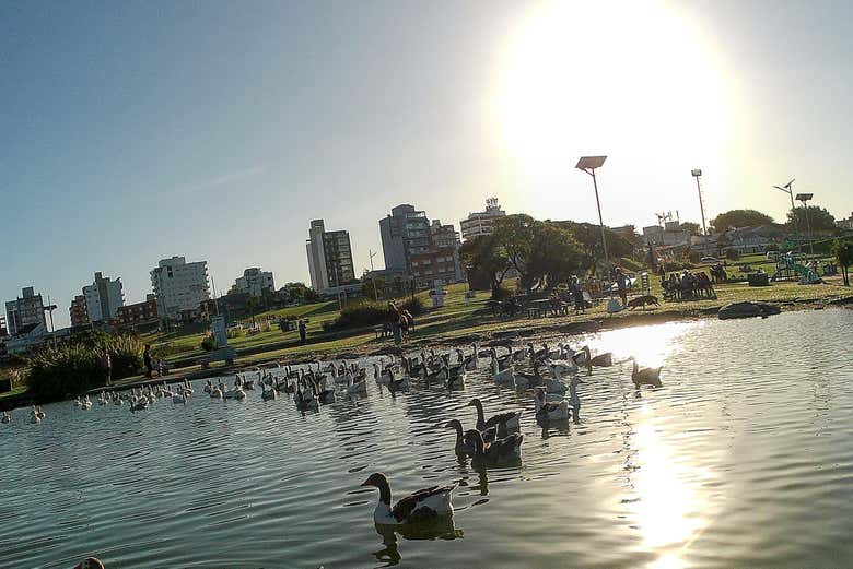 Avistamiento de aves en Mar del Plata