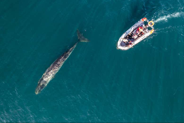Avistamiento de ballenas en Comodoro Rivadavia