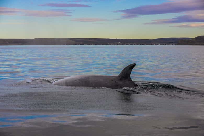 Avistamiento de ballenas en Comodoro Rivadavia