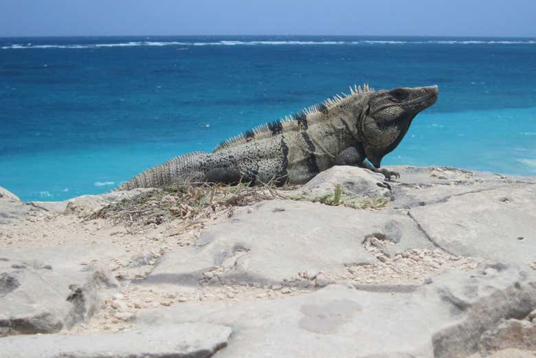 Free tour por Cancún