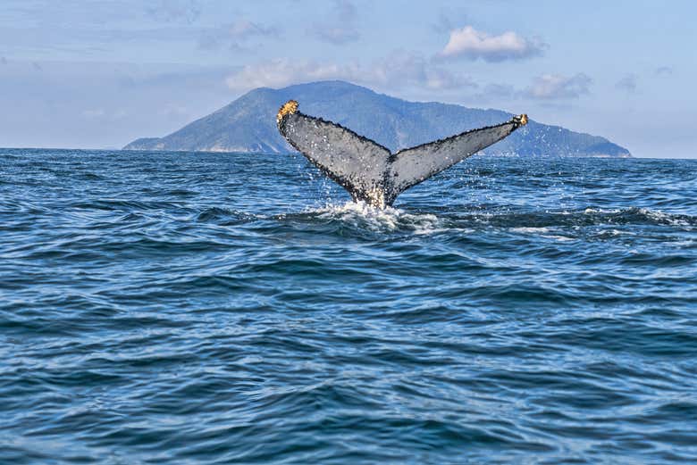 Avistamiento de ballenas en Ilhabela