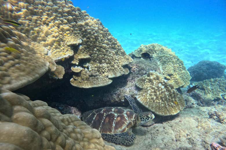Buceo en la Isla del Caño
