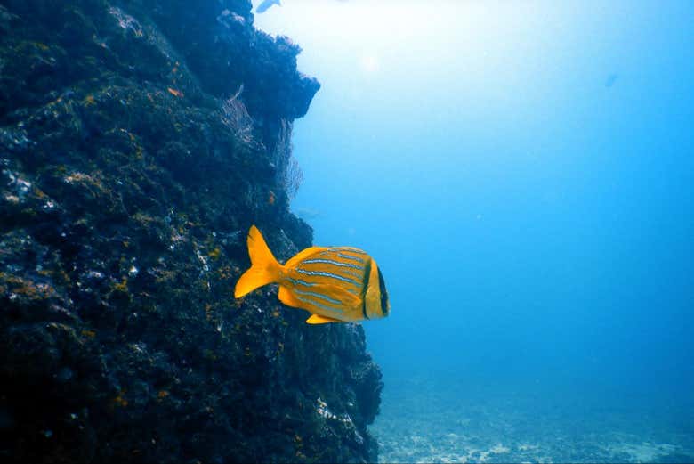 Buceo en la Isla del Caño