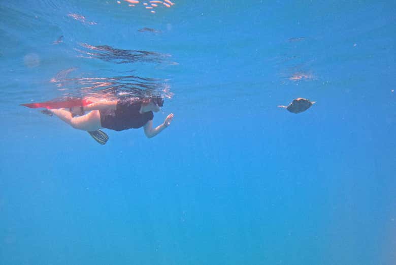 Buceo en la Isla del Caño
