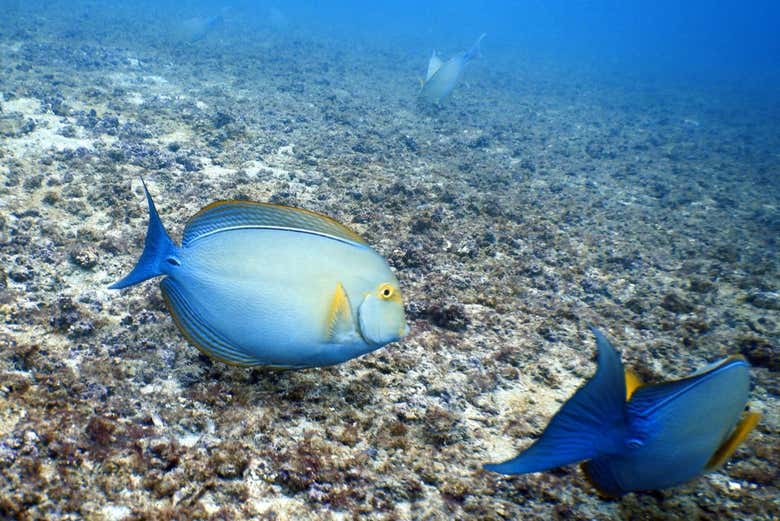Buceo en la Isla del Caño