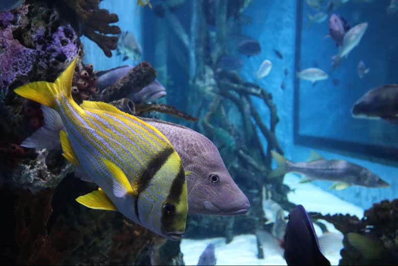 Entradas al Acuario de Nueva York