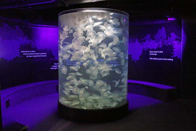 Entradas al Acuario de Nueva York