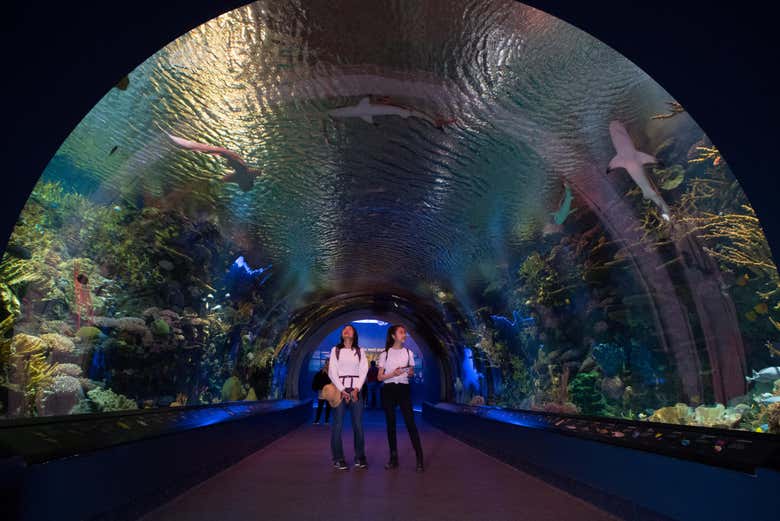 Entradas al Acuario de Nueva York