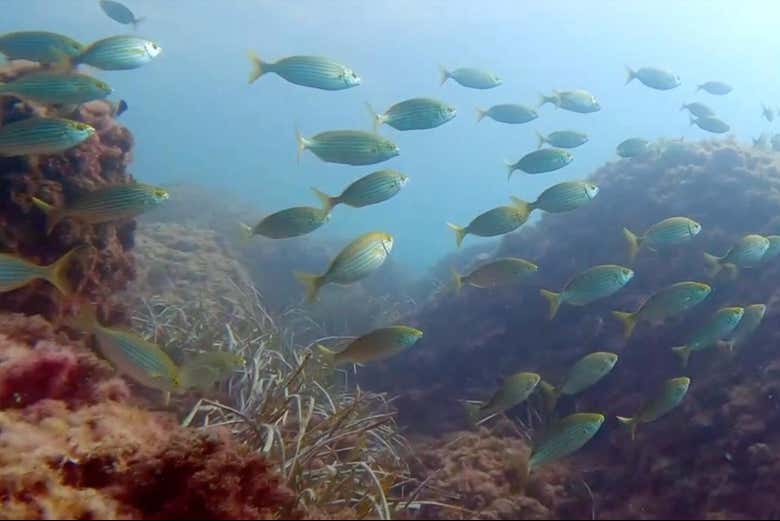 Bautismo de buceo en la isla del Fraile