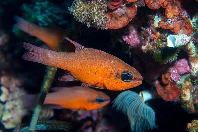 Bautismo de buceo en la isla del Fraile