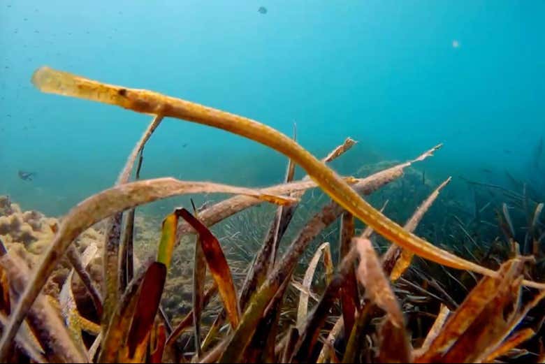 Snorkel en la isla del Fraile